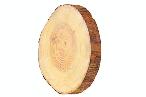 Furu – Pinus sylvestris